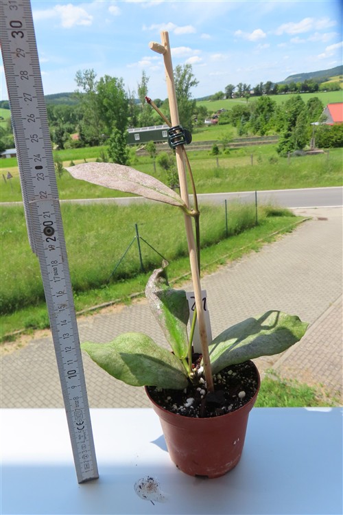 Hoya Mitrata silver – Bild 2