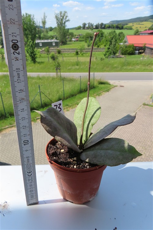 Hoya Mitrata silver – Bild 2