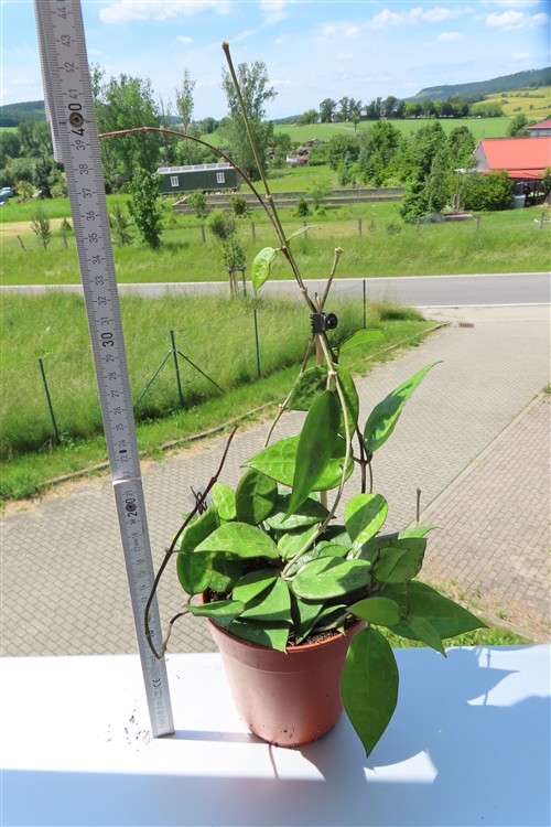 Hoya parasitica black edge – Bild 3
