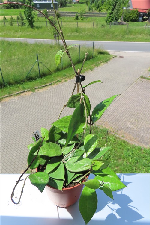 Hoya parasitica black edge – Bild 2