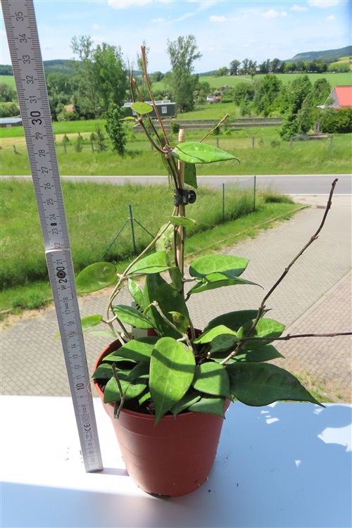 Hoya parasitica black edge – Bild 3