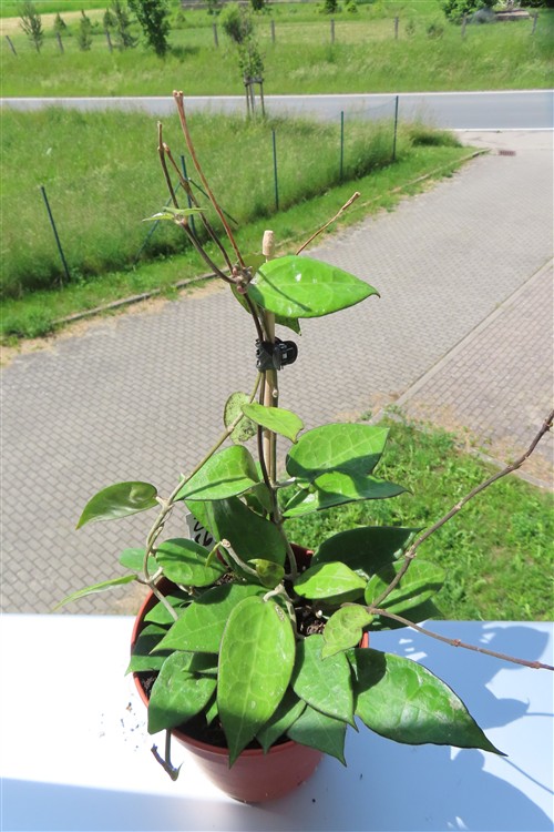 Hoya parasitica black edge – Bild 2