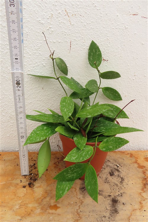Hoya gracilis – Bild 2