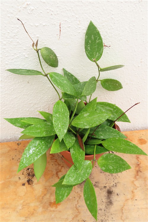 Hoya gracilis – Bild 3