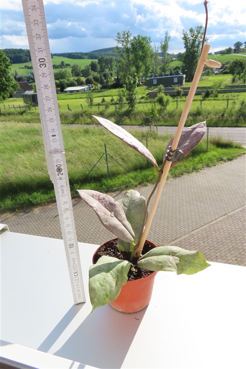 Hoya Mitrata silver – Bild 2
