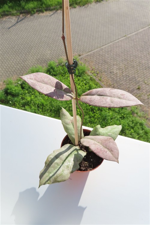 Hoya Mitrata silver – Bild 3