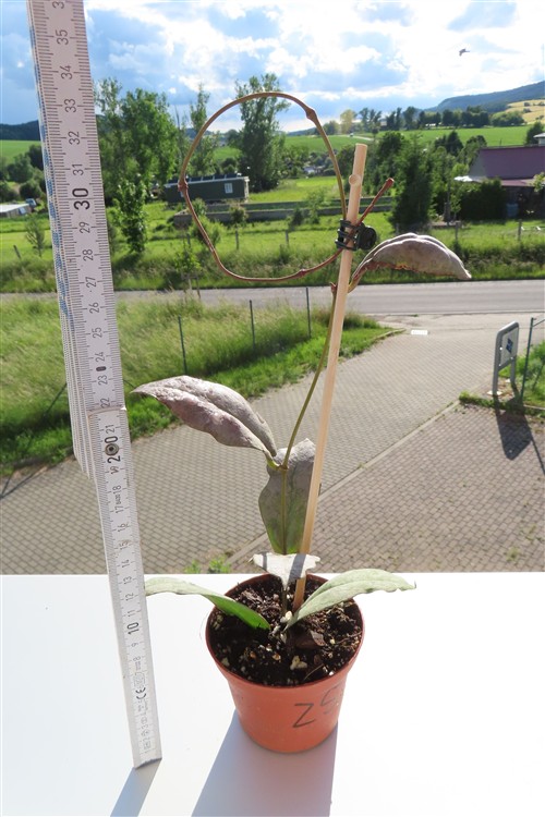 Hoya Mitrata silver – Bild 2