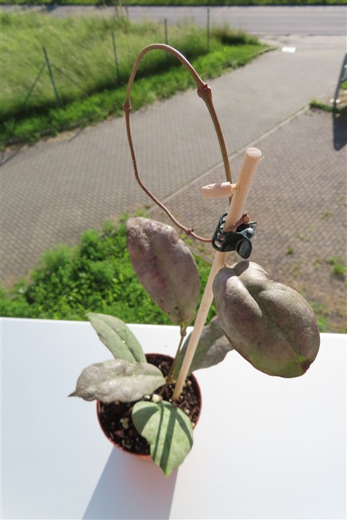 Hoya Mitrata silver – Bild 3
