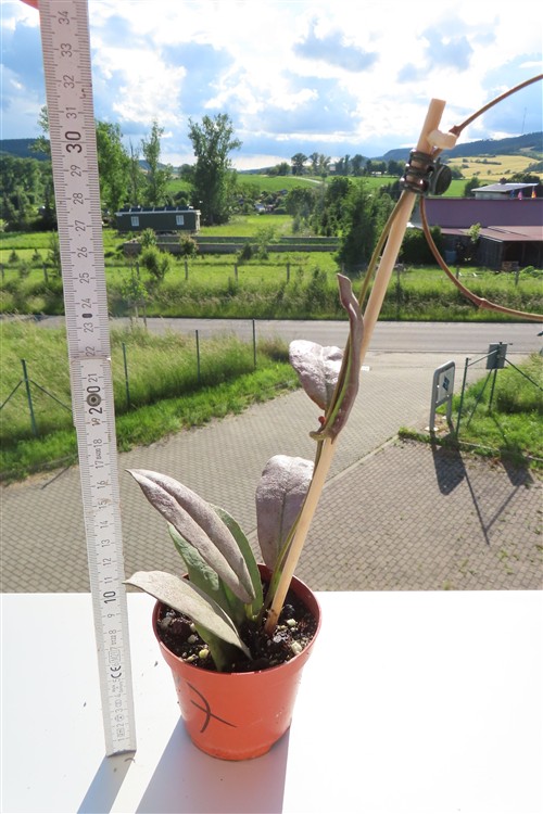 Hoya Mitrata silver – Bild 3