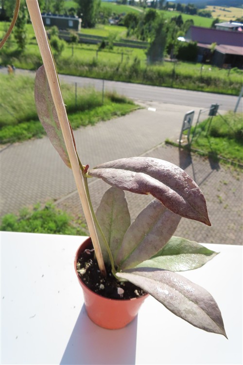 Hoya Mitrata silver – Bild 2