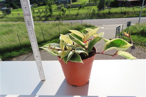Hoya carnosa Krimson Queen – Bild 2