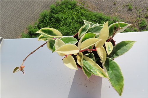 Hoya carnosa Krimson Queen – Bild 3