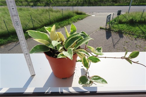 Hoya carnosa Krimson Queen – Bild 2