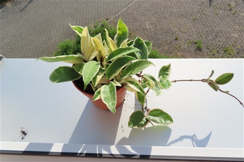 Hoya carnosa Krimson Queen – Bild 3