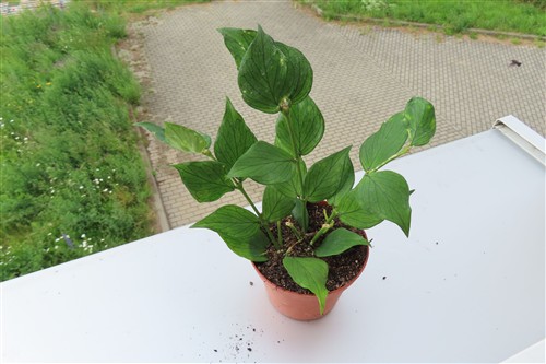 Hoya polyneura – Bild 2