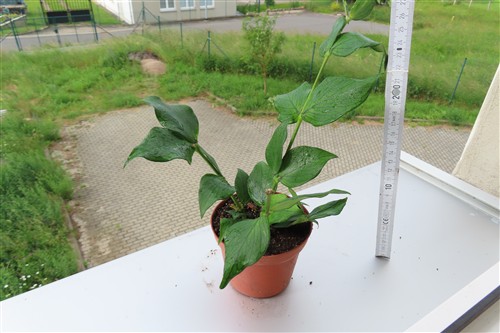 Hoya polyneura – Bild 3
