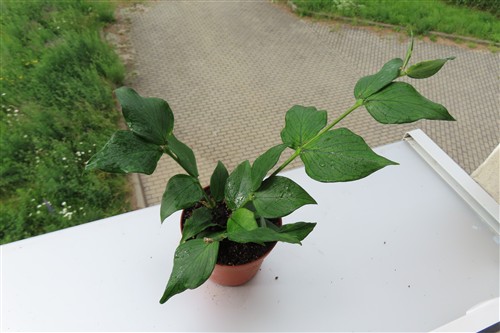 Hoya polyneura – Bild 2