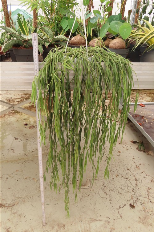 Hoya linearis – Bild 2