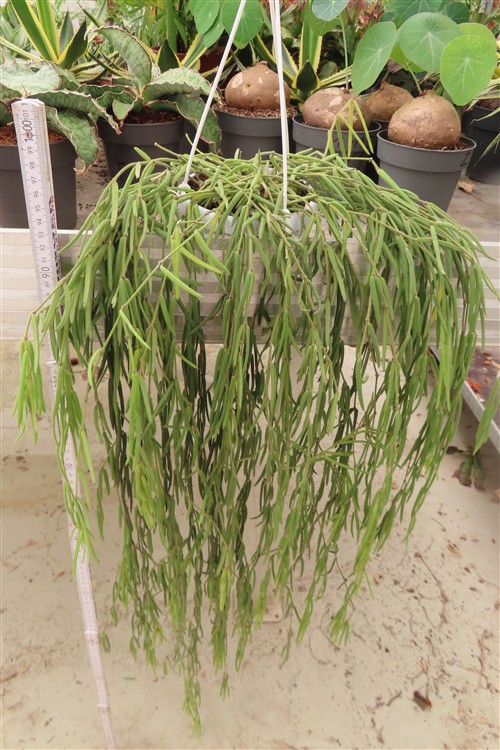 Hoya linearis – Bild 3