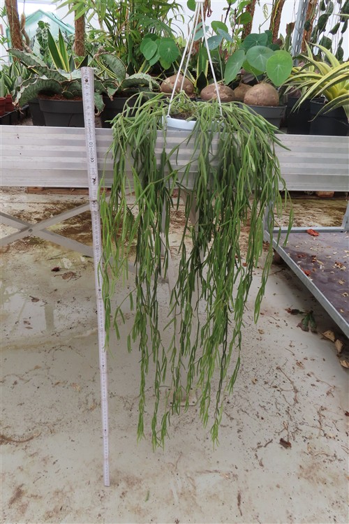 Hoya linearis – Bild 3