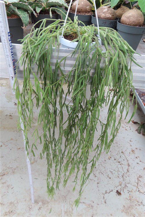 Hoya linearis – Bild 2