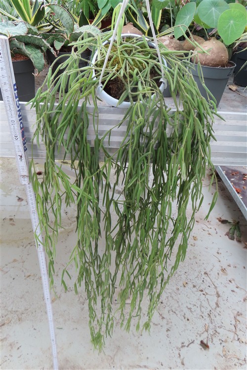Hoya linearis – Bild 4