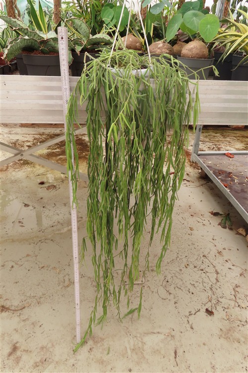 Hoya linearis – Bild 3