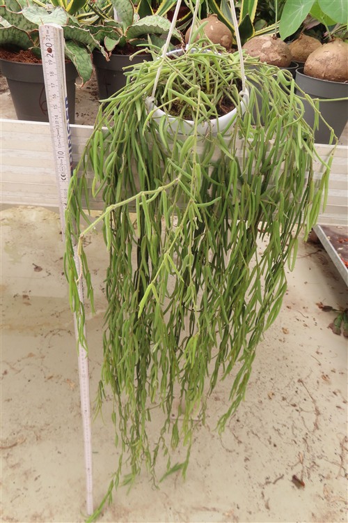 Hoya linearis – Bild 2