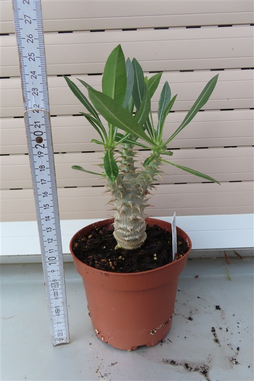 Pachypodium densiflorum – Bild 2