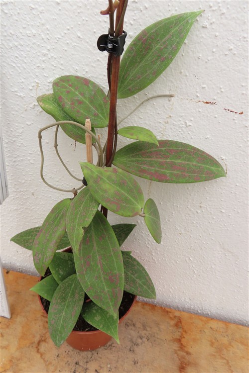 Hoya wibergiae – Bild 2