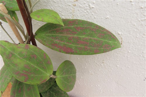 Hoya wibergiae – Bild 3
