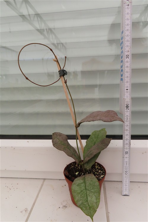 Hoya Mitrata silver – Bild 3