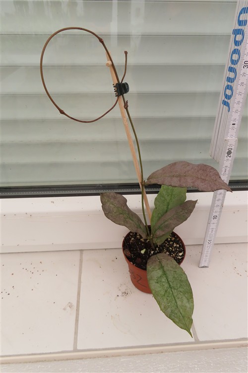 Hoya Mitrata silver – Bild 2