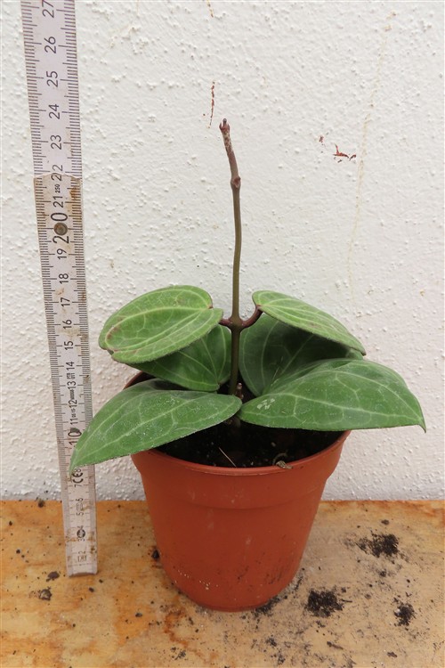 Hoya Sarawak Cream – Bild 2