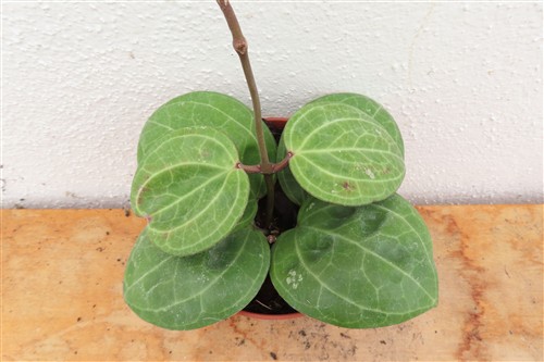 Hoya Sarawak Cream – Bild 3