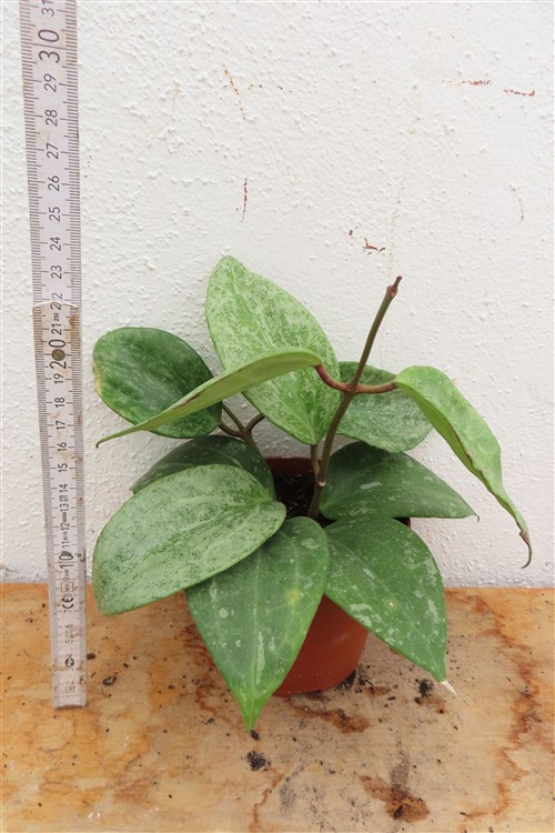 Hoya macrophylla Silver – Bild 2