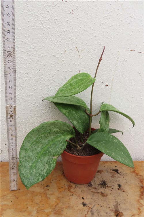 Hoya macrophylla Silver – Bild 2