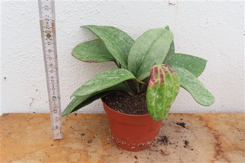 Hoya macrophylla Silver – Bild 2