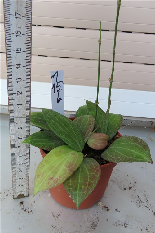 Hoya fitchii – Bild 3