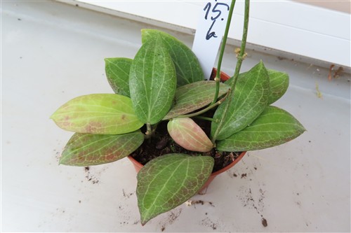 Hoya fitchii – Bild 2