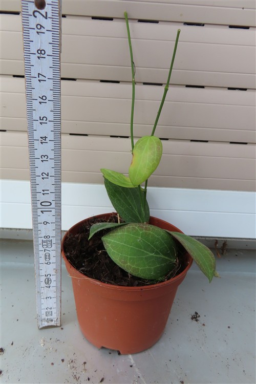 Hoya fitchii – Bild 3