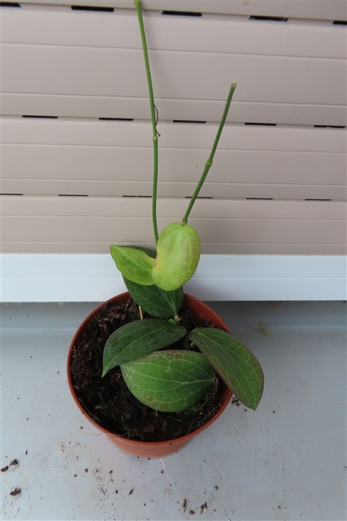Hoya fitchii – Bild 2