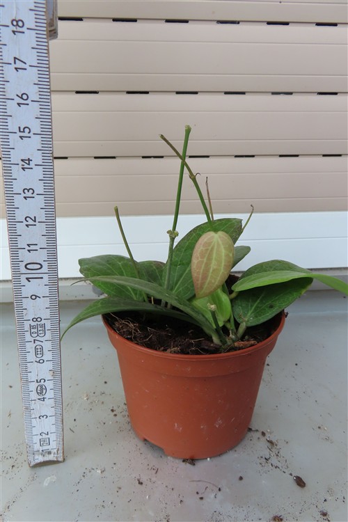 Hoya fitchii – Bild 3