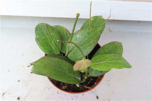 Hoya fitchii – Bild 2