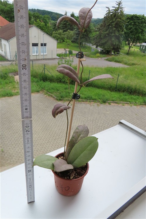 Hoya Mitrata silver – Bild 2