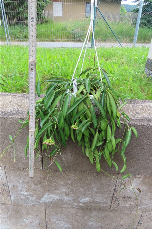 Hoya wayetii – Bild 2