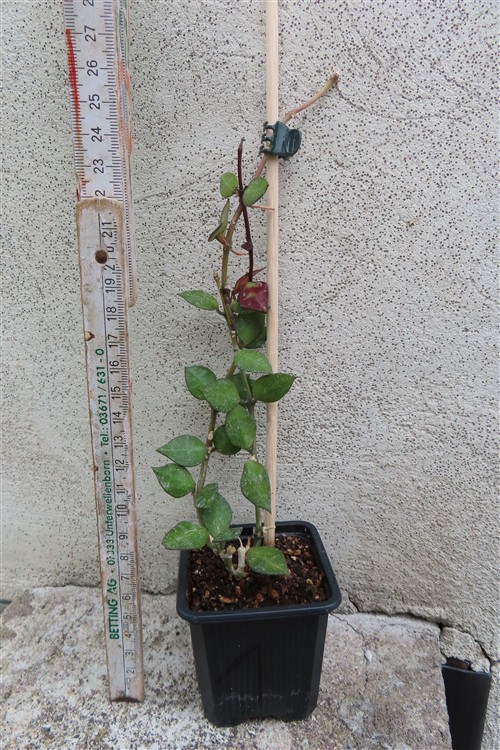 Hoya krohniana Black Leaves – Bild 2