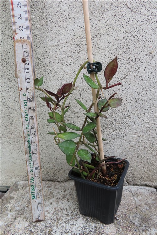 Hoya krohniana Black Leaves – Bild 2