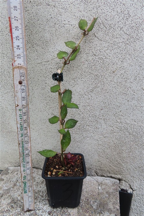 Hoya krohniana Black Leaves – Bild 2