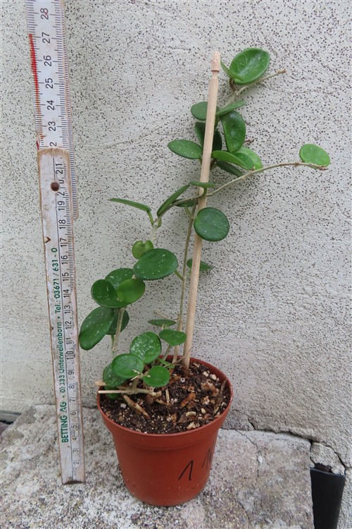 Hoya mathilde – Bild 2